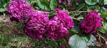 AUSvelvet rose photo