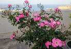 Akira Ogawa ™ rose photo