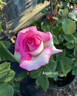 Angelic Veil rose photo