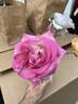 Angelic Veil rose photo