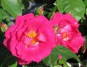 Beverly-Ann rose photo