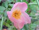 Friendly rose photo