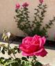 Miss All-American Beauty rose photo
