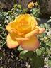 Gold Glow rose photo