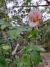 The Lady Gardener rose photo