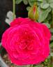 Sunblaze Dragon Fruit rose photo