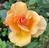 Sunstruck ™ rose photo