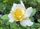Chantilly Cream ™ rose photo