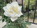 Gloire Lyonnaise rose photo