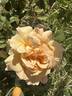Morning Glow rose photo