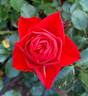 Brilliant Veranda ® rose photo