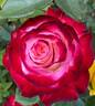 White Lies rose photo