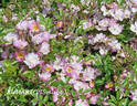VISmisup rose photo