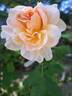The Lady Gardener rose photo