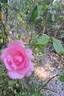 Bordure Rose No. 2 rose photo