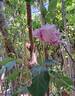 Charles de Gaulle ® rose photo