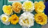 Molineux rose photo