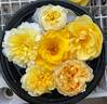 Midas Touch ™ rose photo