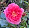 Treasure Trail rose photo