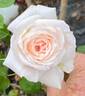 Pink Chiffon rose photo