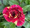 Abracadabra rose photo