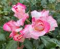 Cabana ™ rose photo
