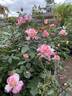 Cabana ™ rose photo