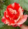 City of Carlsbad ™ rose photo