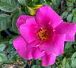 Gentle Annie rose photo