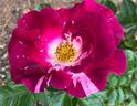 Purple Splash rose photo