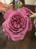 Heirloom rose photo