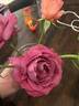Heirloom rose photo