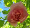 Lijiang Rose rose photo