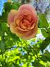 Lijiang Rose rose photo