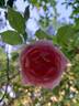 Lijiang Rose rose photo