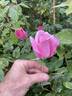 Fragrant Plum rose photo