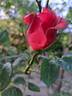 Florence Arthaud rose photo