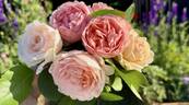Princesse Charlène de Monaco rose photo