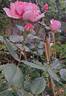 Geoff Hamilton rose photo