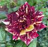 Hocus Pocus rose photo