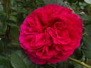 The Dark Lady rose photo