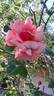 Florence Arthaud rose photo