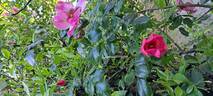 Peace and Love rose photo