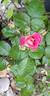 Chalon en Bourgogne ® rose photo