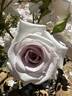 Stainless Steel ™ rose photo