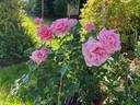 Aunt Honey rose photo