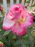 California Dreamin' ™ rose photo