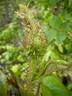 Goldmoss rose photo