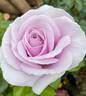 Pacific Blue rose photo
