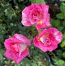Dulcinea rose photo